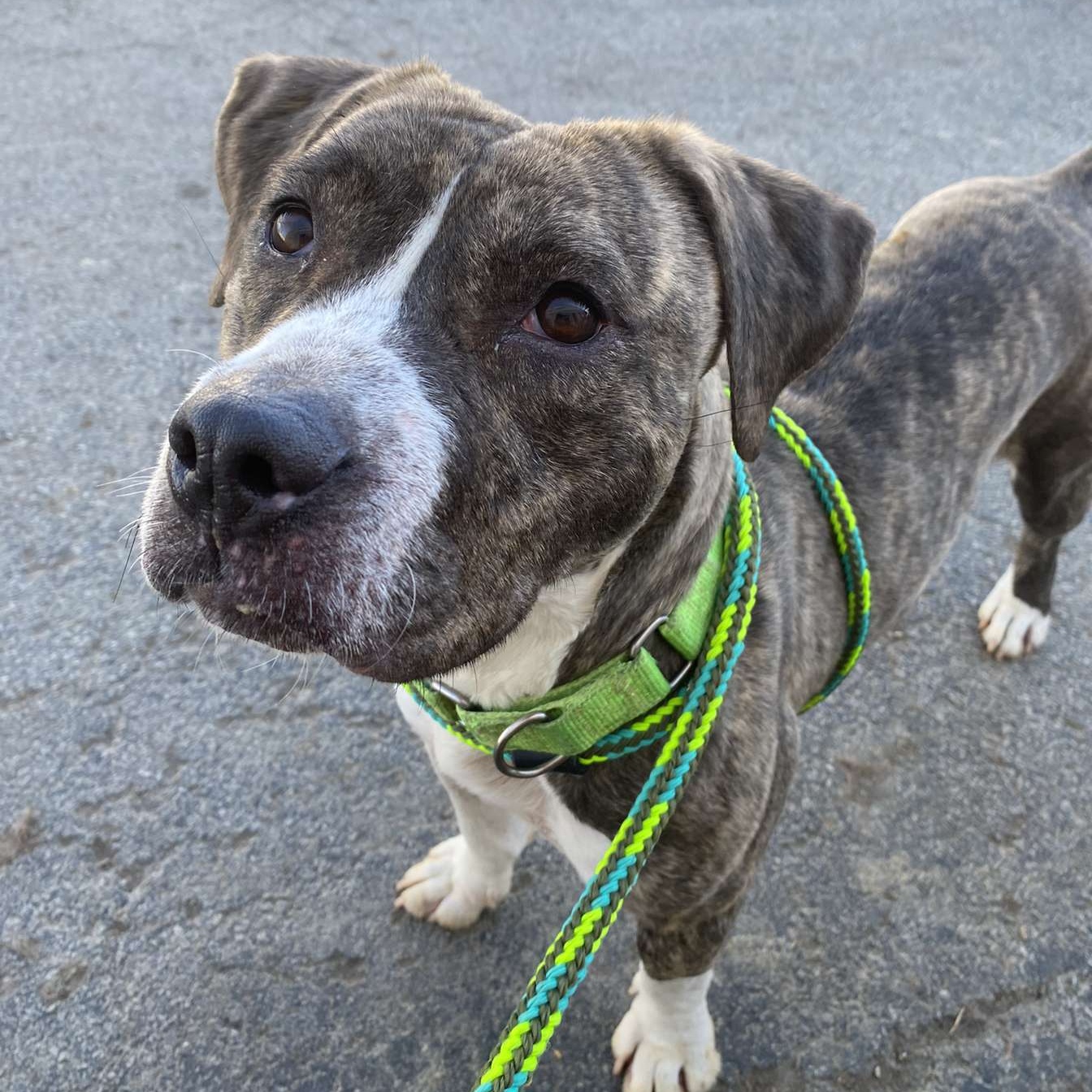 Pearl, an adoptable Mixed Breed in Youngstown, OH, 44512 | Photo Image 5