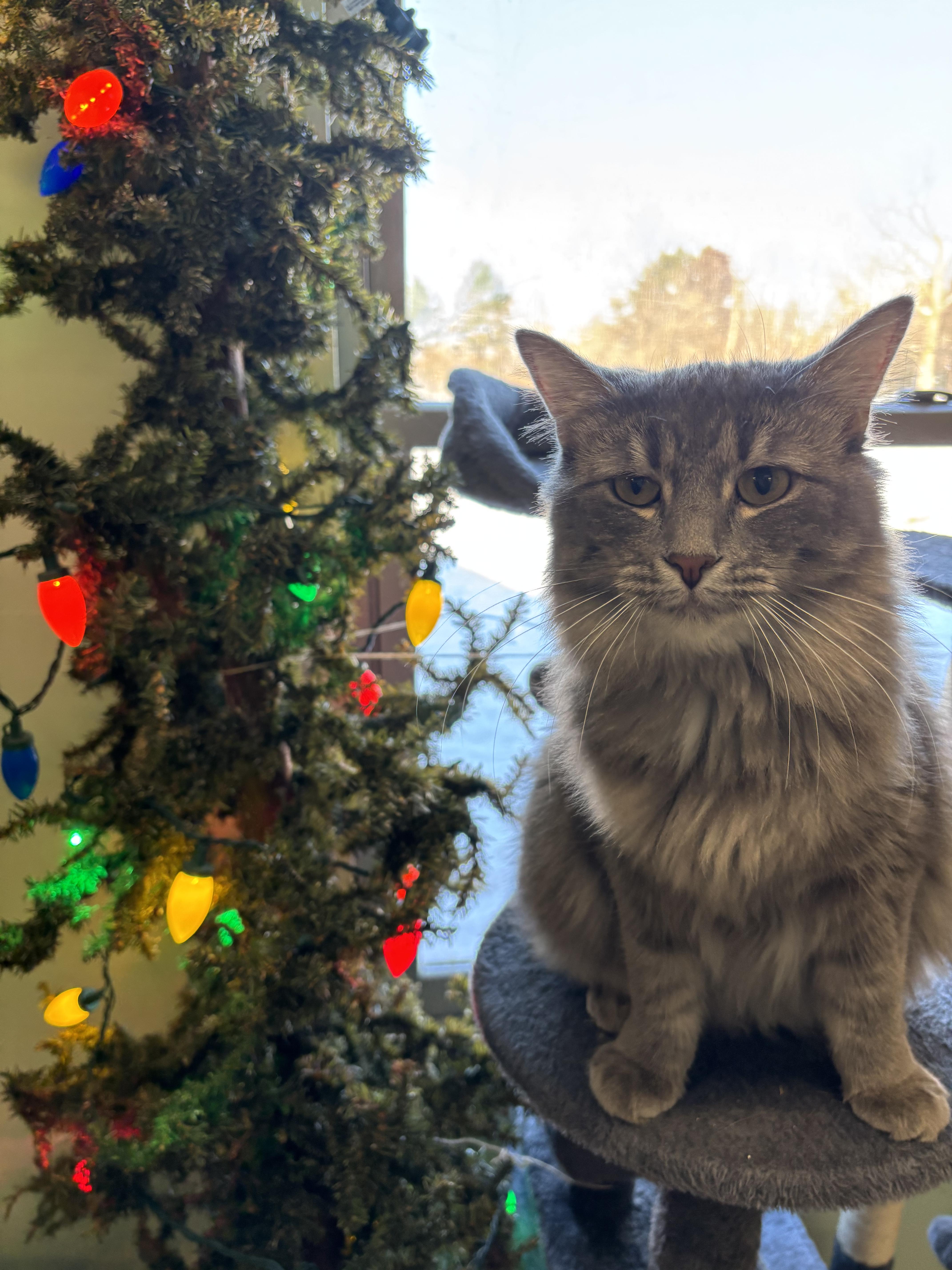 Enlarge Annabelle, a ADOPTABLE Domestic Long Hair in Franklin, IN image 1/1