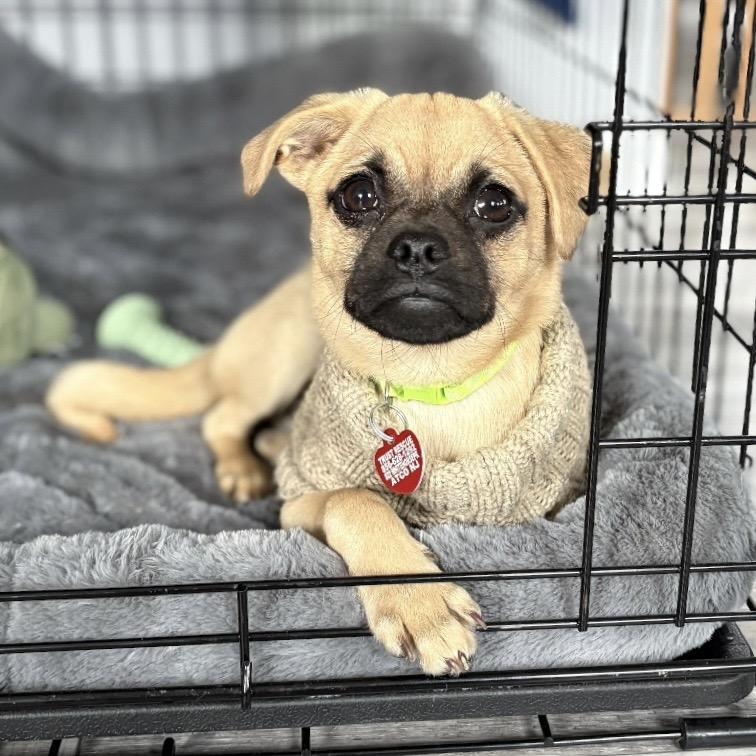 SQUIGGLE, Adoptable, Puppy Male Pug.