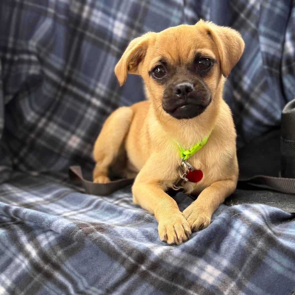 Enlarge SQUIGGLE, a Adoptable Pug in Atco, NJ image 2/6