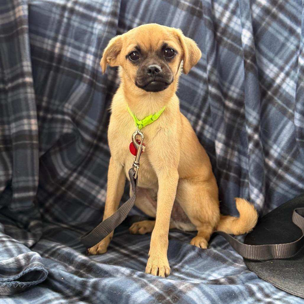 Enlarge SQUIGGLE, a Adoptable Pug in Atco, NJ image 6/6