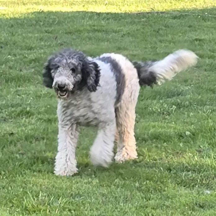 Toby, Young Male Standard Poodle