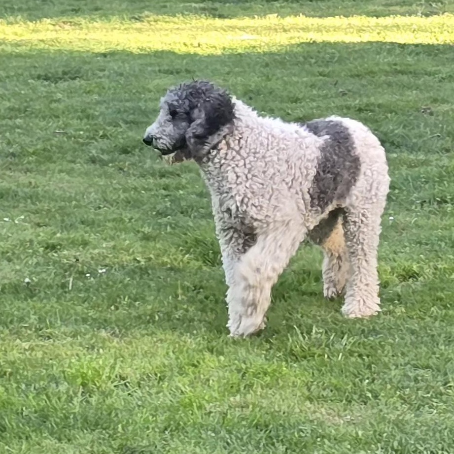 Toby photo 3