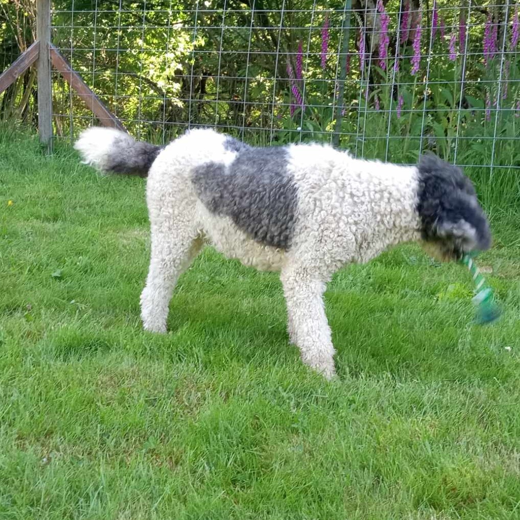 Toby photo 2