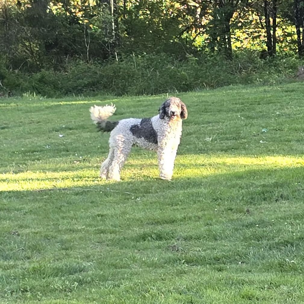 Toby photo 4