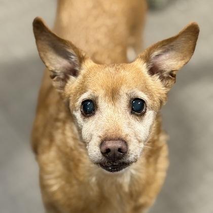 Enlarge Benji Anthony, an adopted mixed breed in Sacramento, CA image 1/1