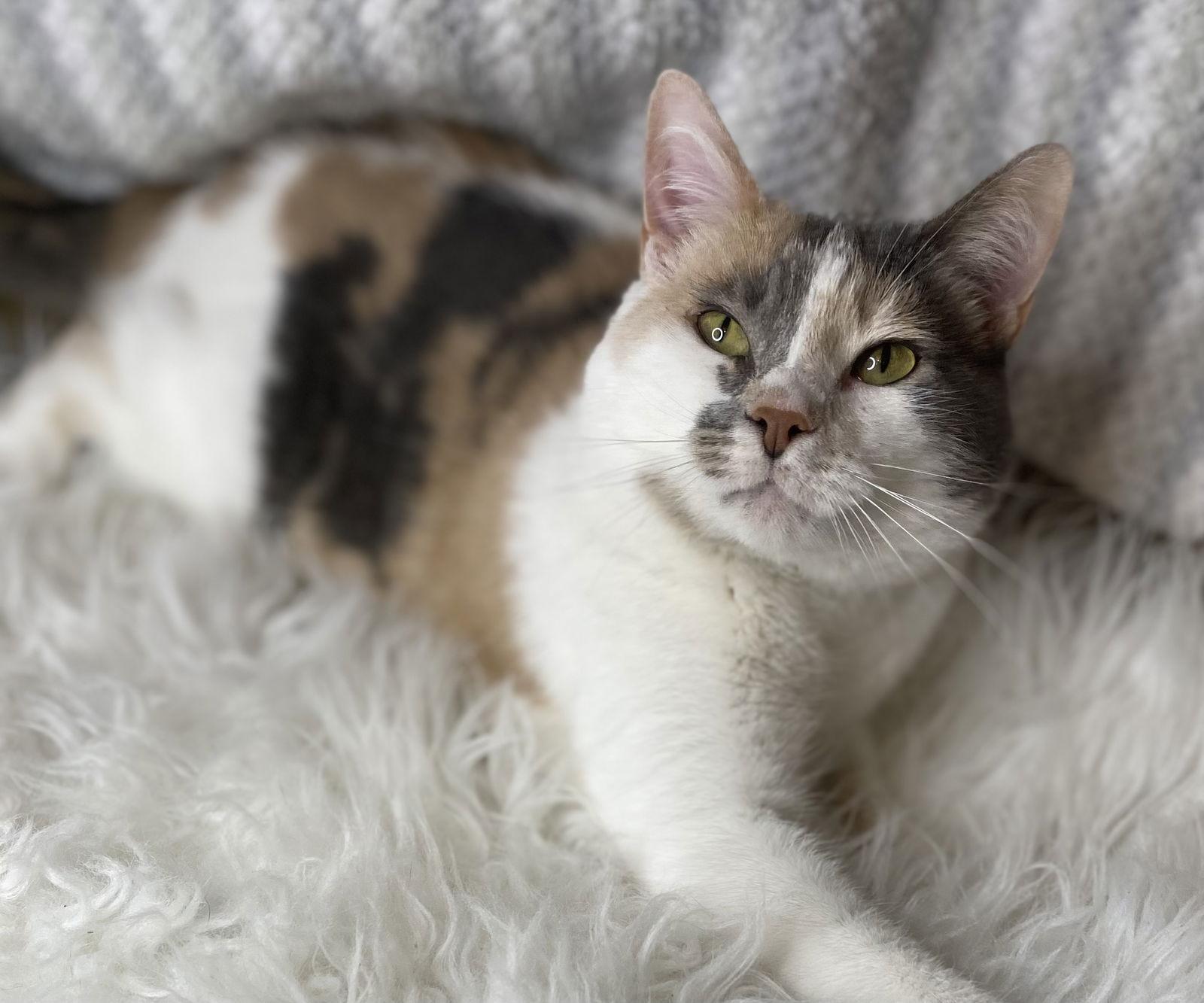 Enlarge Cherry - SEE ME @ PETCO!, a Adoptable mixed breed in Cookeville, TN image 1/4