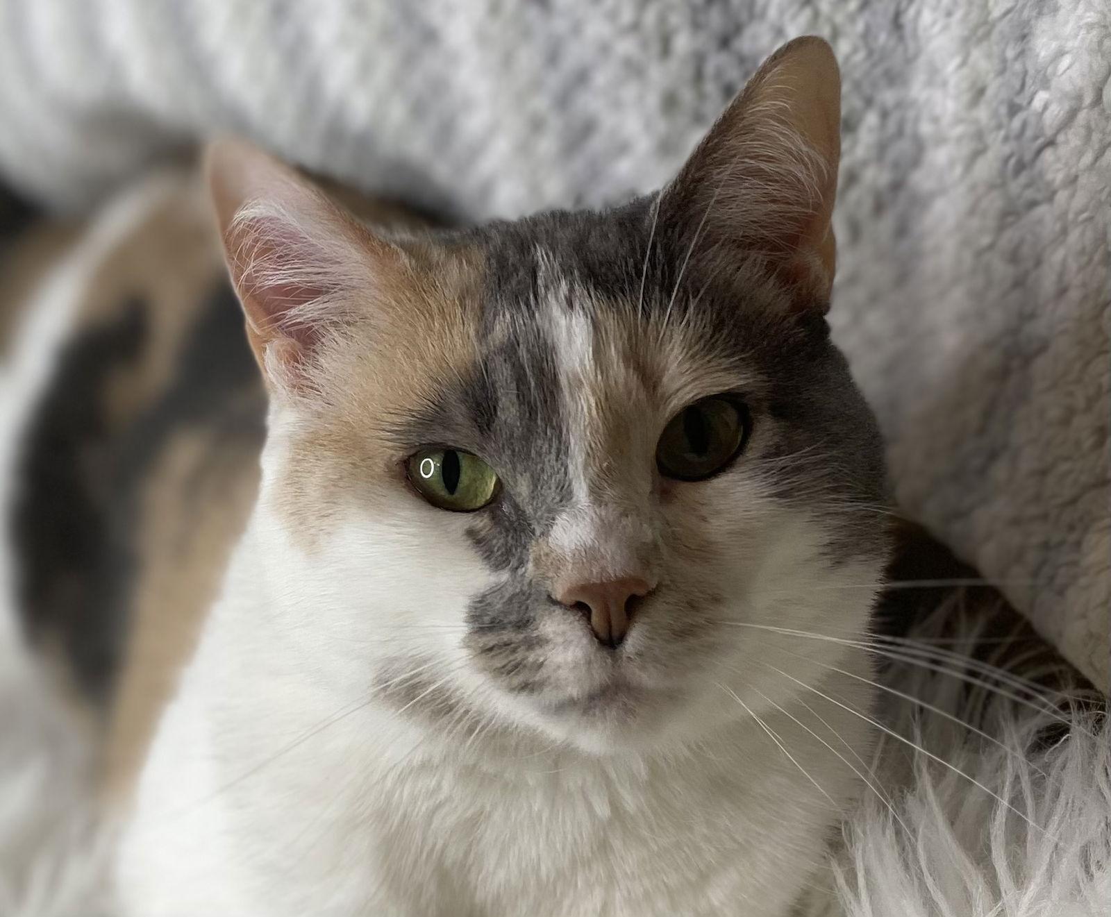 Enlarge Cherry - SEE ME @ PETCO!, a Adoptable mixed breed in Cookeville, TN image 2/4