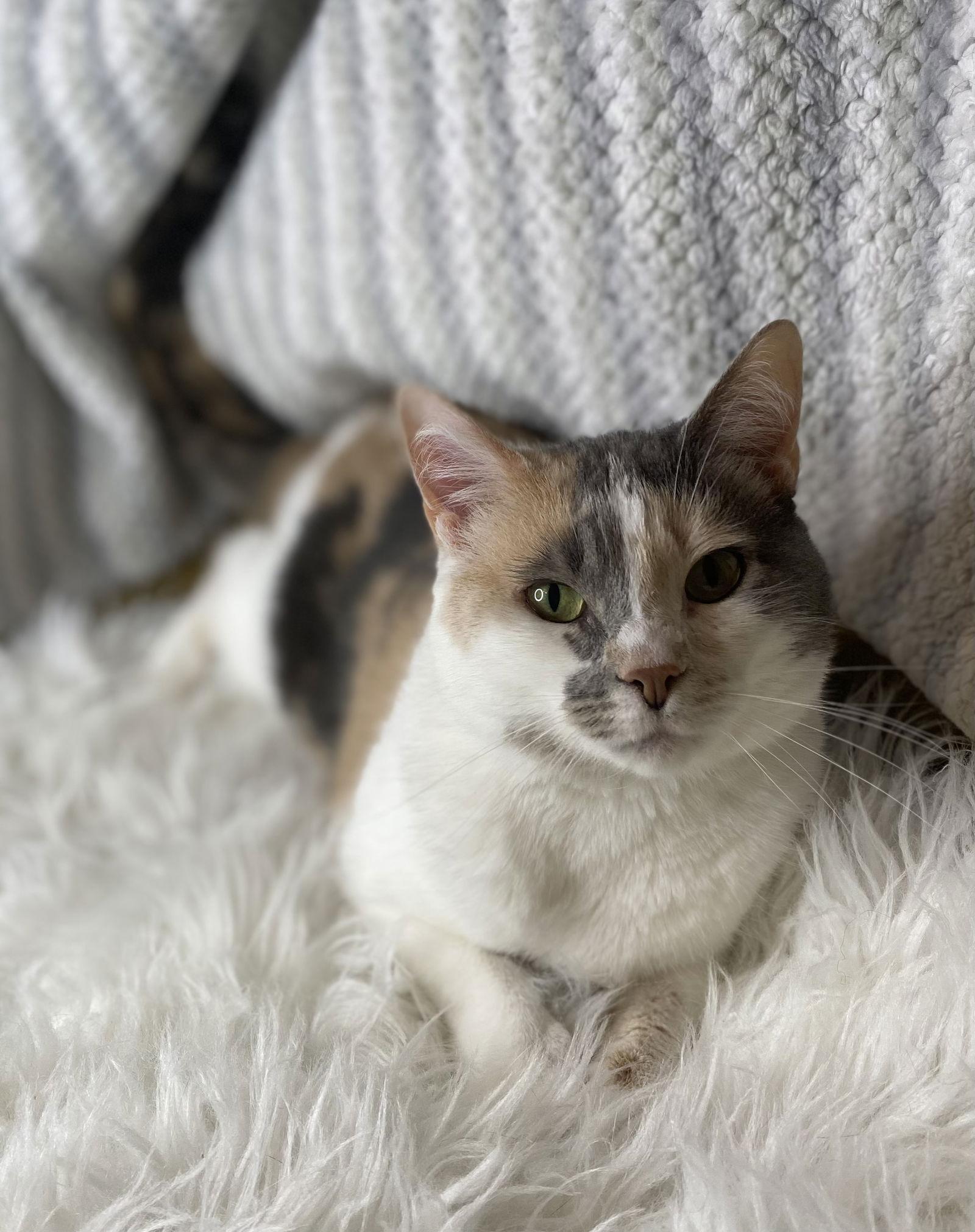 Enlarge Cherry - SEE ME @ PETCO!, a Adoptable mixed breed in Cookeville, TN image 3/4