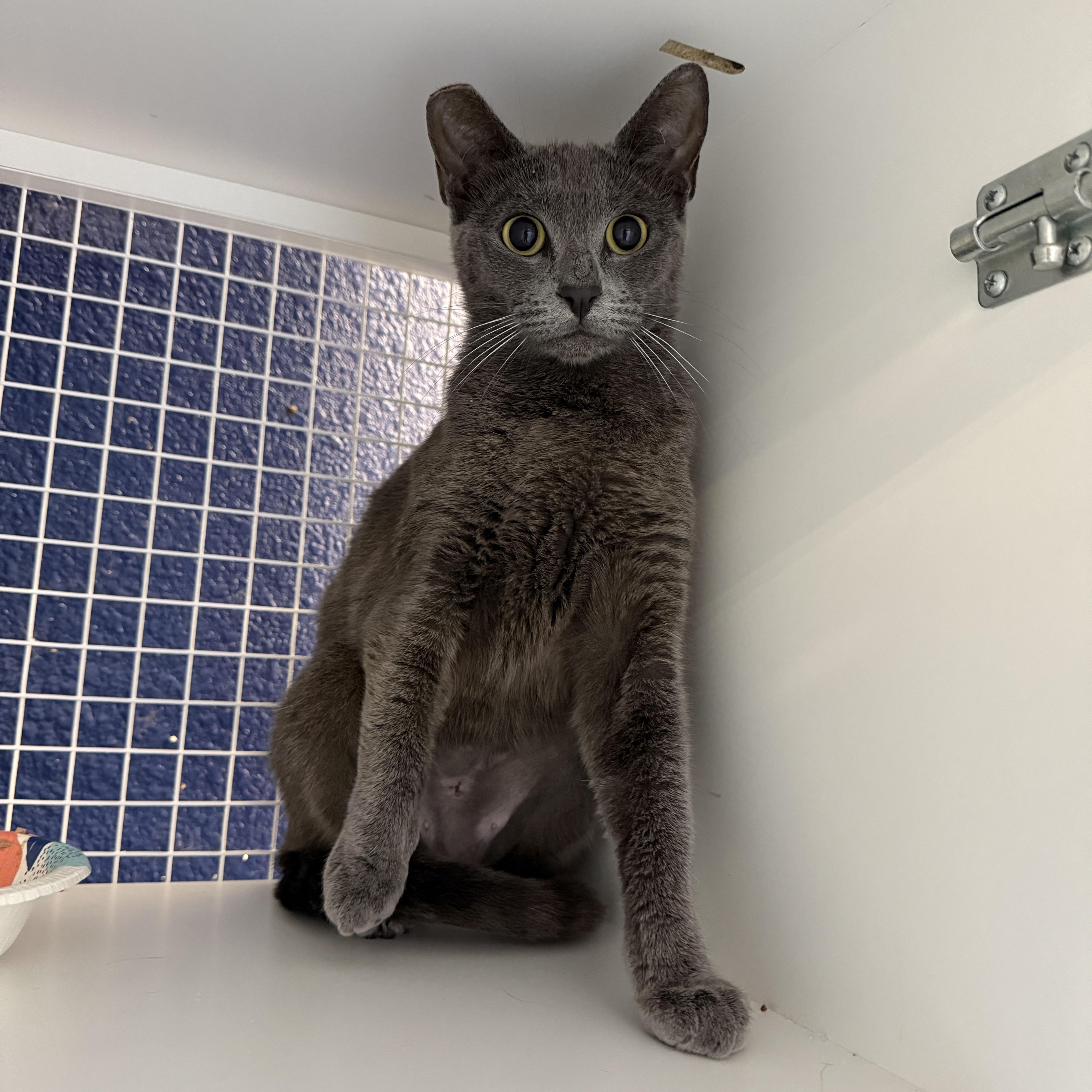 Enlarge Lizzie, an adopted mixed breed in Oceanside, CA image 1/2