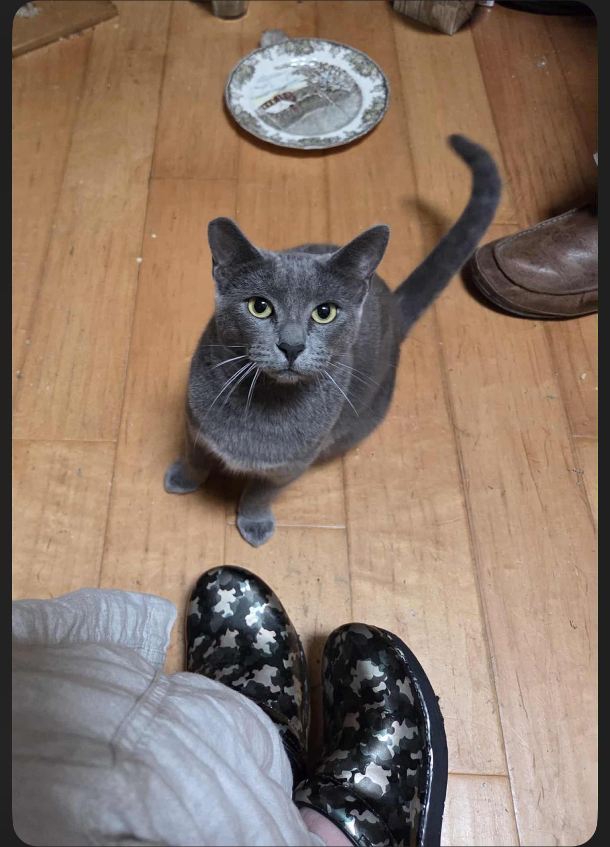 Enlarge Lizzie, an adopted mixed breed in Oceanside, CA image 2/2