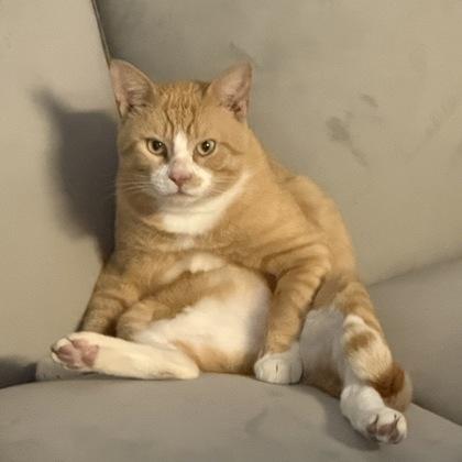 Duncan, Adoptable, Adult Male Domestic Short Hair & Domestic Short Hair.