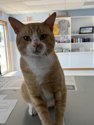 Duncan, a Adoptable mixed breed in Washington, IA image 2/3