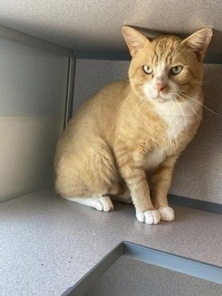 Duncan, a Adoptable mixed breed in Washington, IA image 3/3