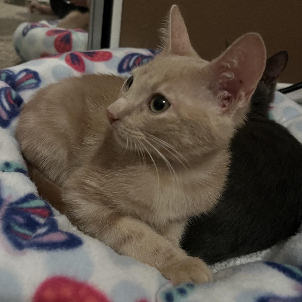 Roscoe, Adoptable, Kitten Male Domestic Short Hair & Domestic Short Hair.