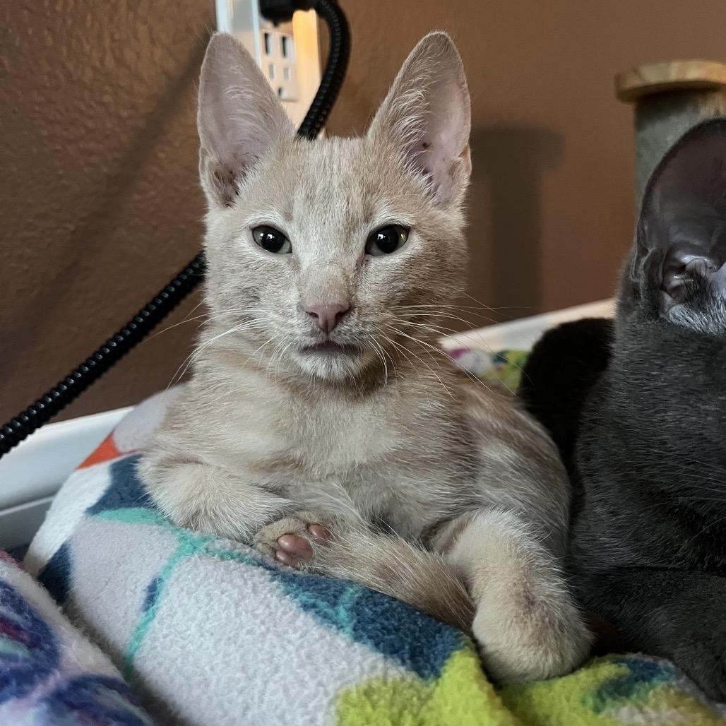 Enlarge Roscoe, a Adoptable mixed breed in Escondido, CA image 3/6