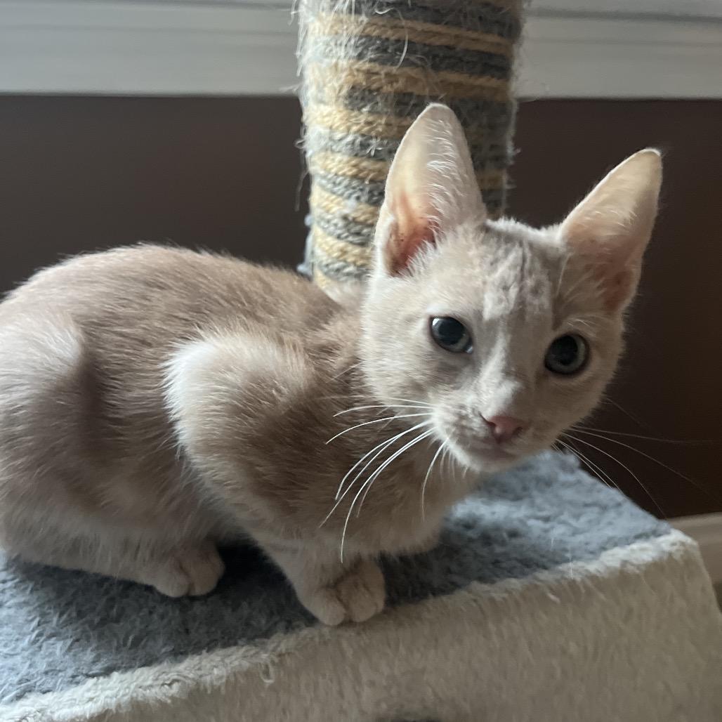 Enlarge Roscoe, a Adoptable mixed breed in Escondido, CA image 4/6