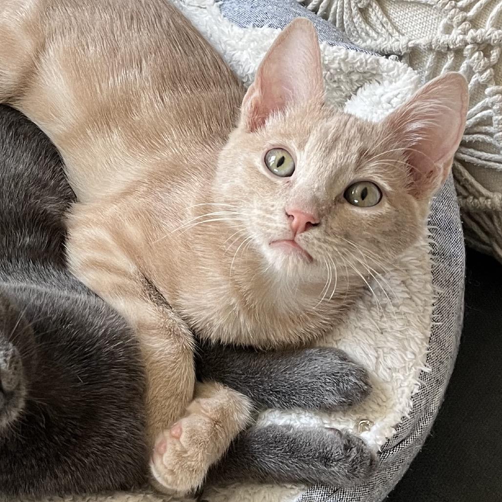 Enlarge Roscoe, a Adoptable mixed breed in Escondido, CA image 5/6