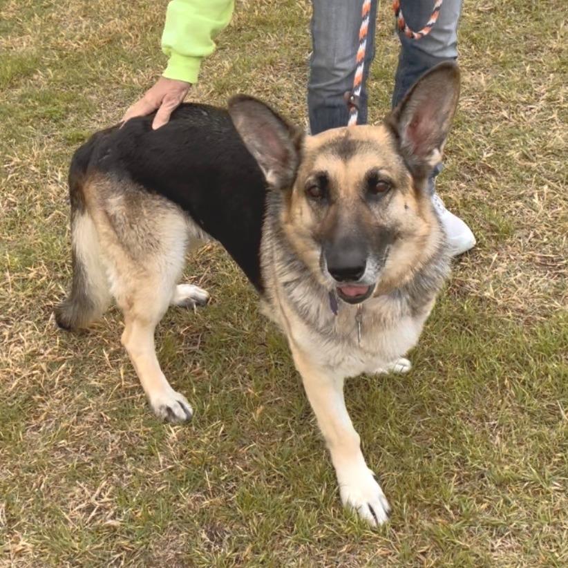 Lucy, Adoptable, Senior Female German Shepherd Dog.