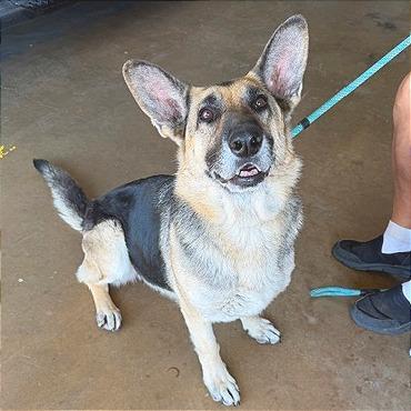 Enlarge Lucy, a Adoptable German Shepherd Dog in Denison, TX image 1/3