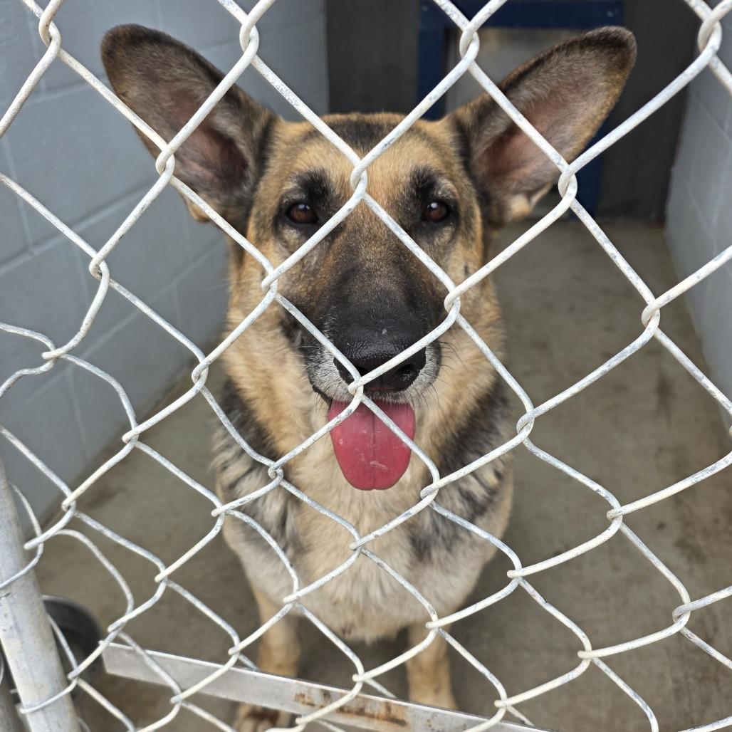 Enlarge Lucy, a Adoptable German Shepherd Dog in Denison, TX image 2/3