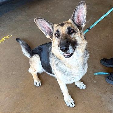 Enlarge Lucy, a Adoptable German Shepherd Dog in Denison, TX image 3/3