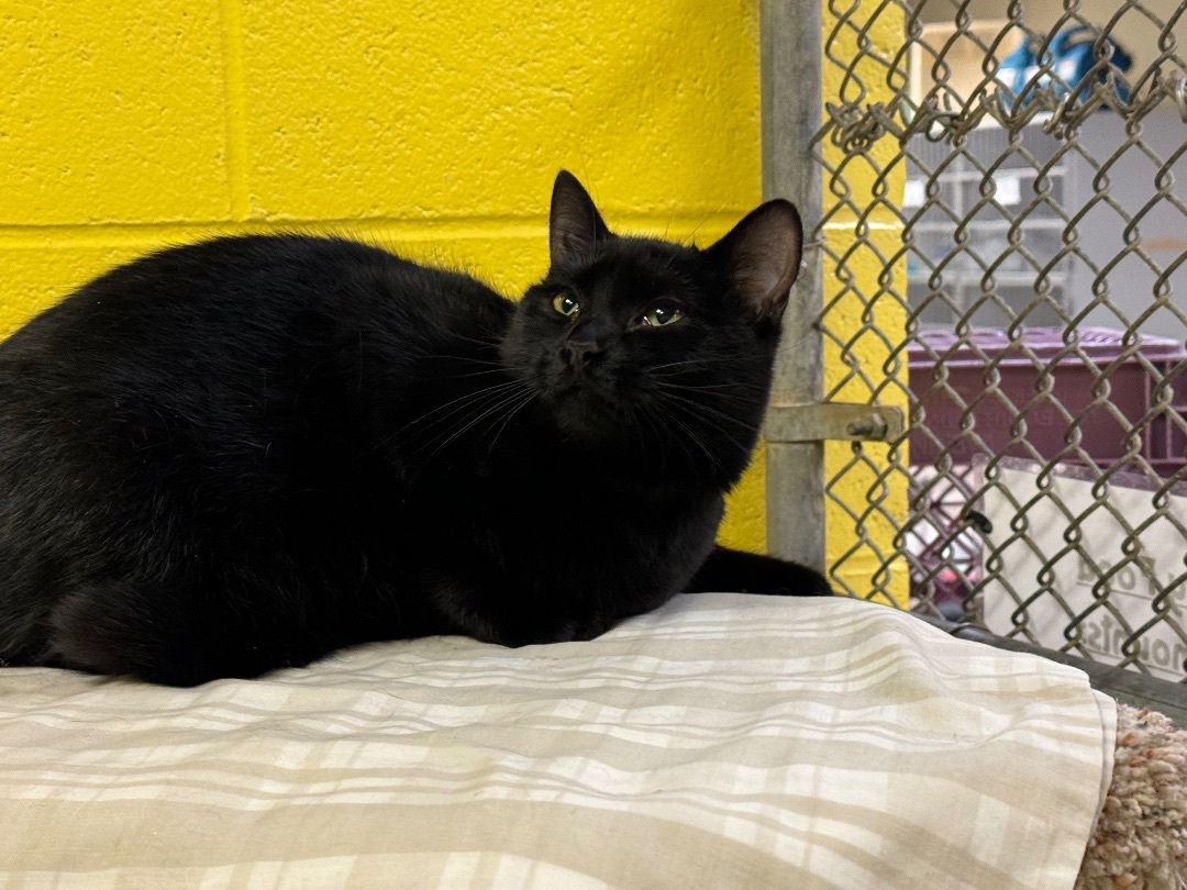 Gracie, Young Female Domestic Short Hair