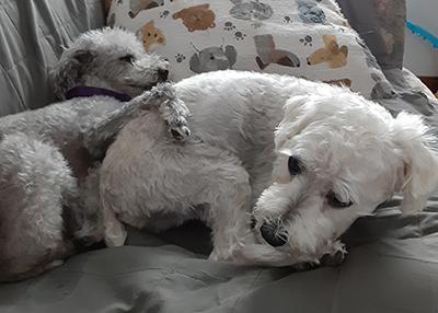 Gumbo-Pending, a Adoptable Mixed Breed in Miamisburg, OH image 2/3