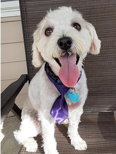 Gumbo-Pending, a Adoptable Mixed Breed in Miamisburg, OH image 1/3