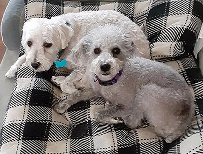 Gumbo-Pending, a Adoptable Mixed Breed in Miamisburg, OH image 3/3