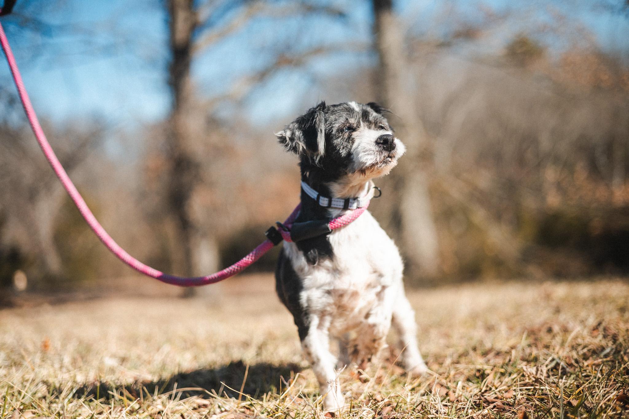 Enlarge Dolly, a Adopted Cavapoo in Gradyville, KY image 5/6