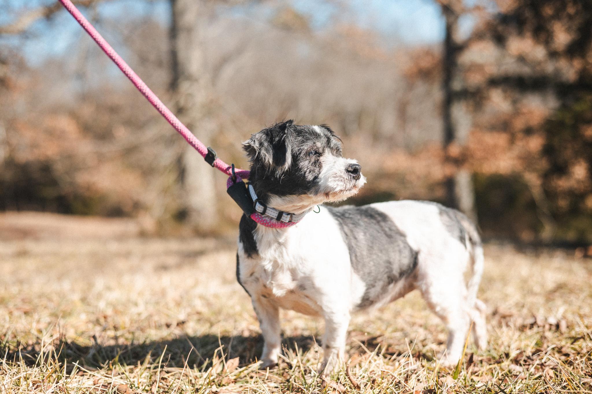 Enlarge Dolly, a Adopted Cavapoo in Gradyville, KY image 2/6