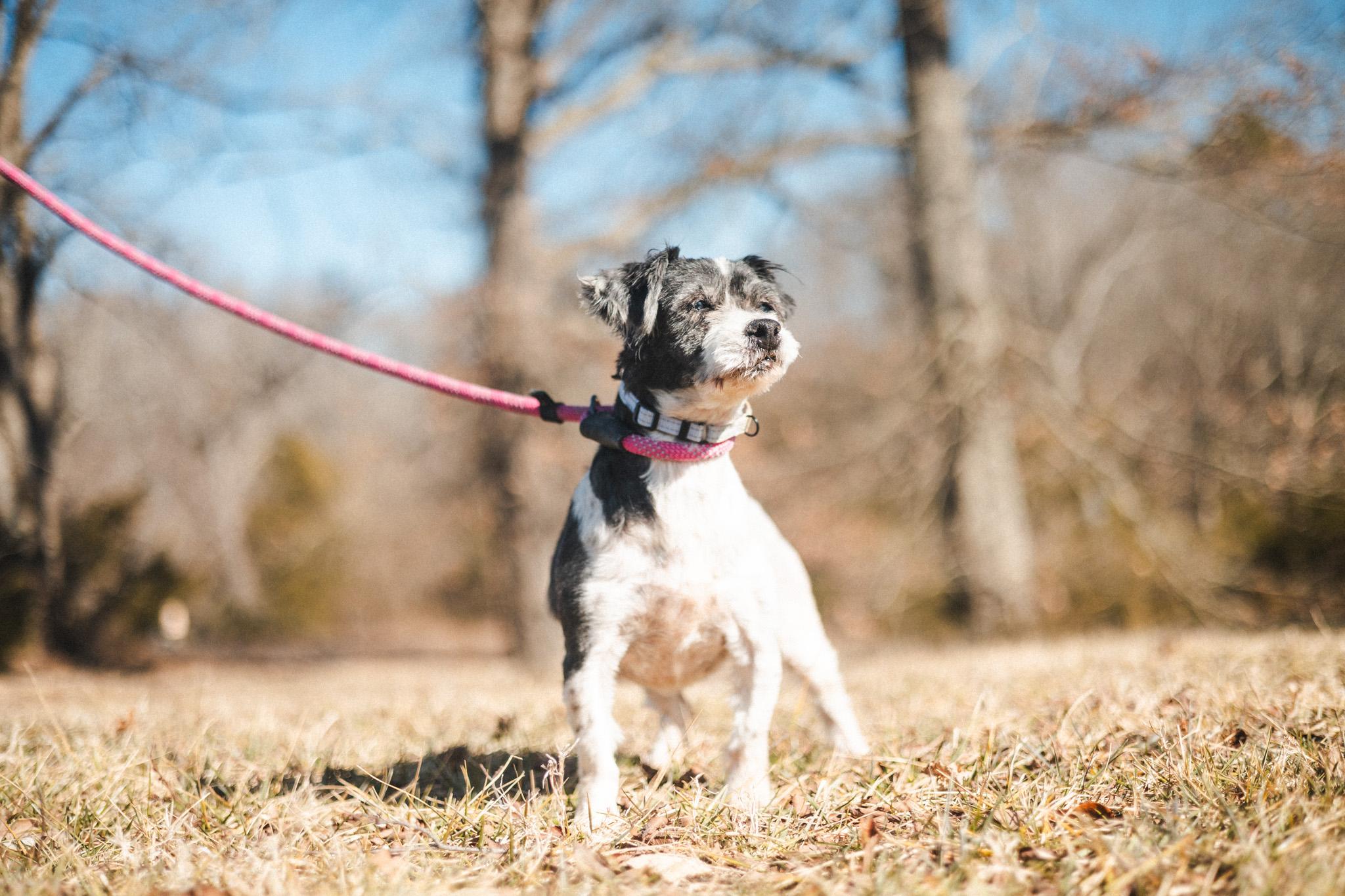 Enlarge Dolly, a Adopted Cavapoo in Gradyville, KY image 3/6