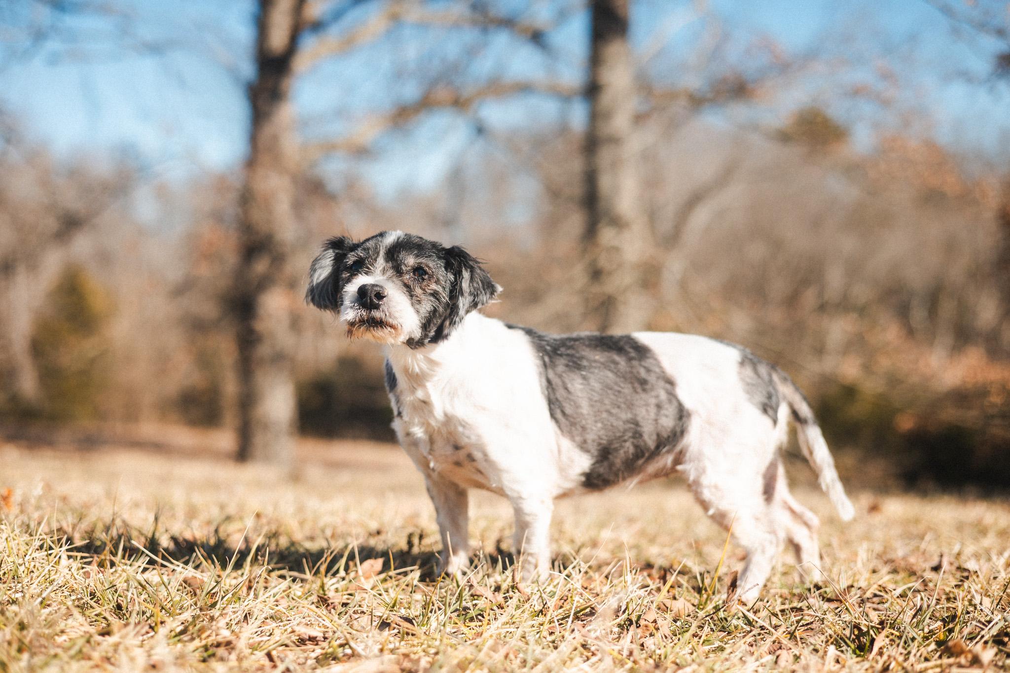 Enlarge Dolly, a Adopted Cavapoo in Gradyville, KY image 4/6