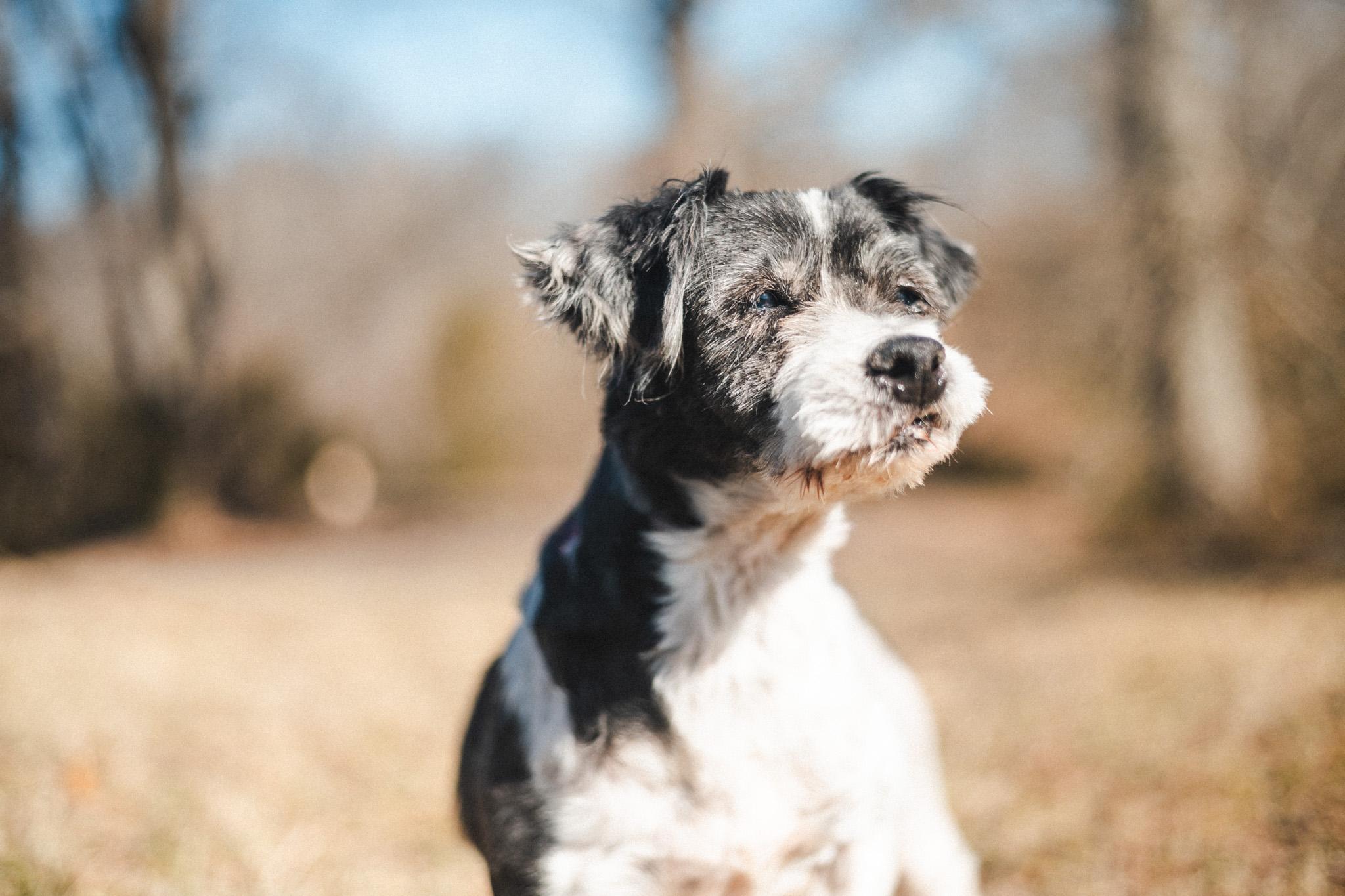 Dolly, ADOPTABLE, Adult Female Cavapoo.