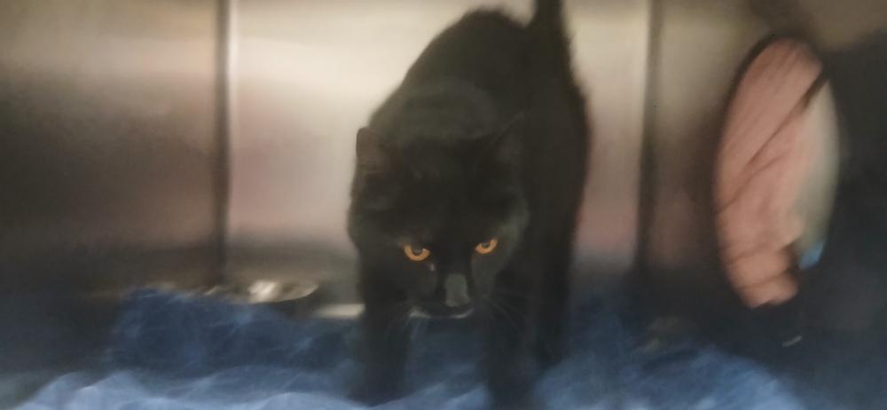 Ricky Bobby, Adoptable, Adult Male Domestic Short Hair.