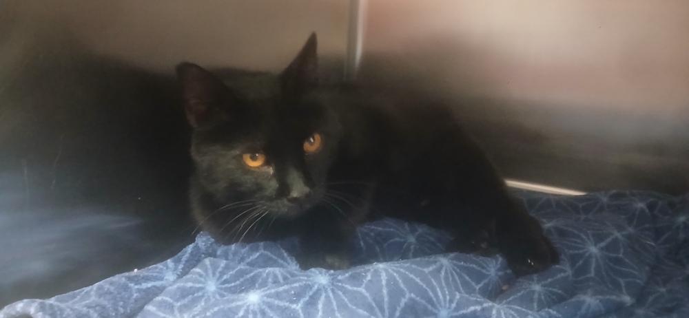 Ricky Bobby, a Adoptable Domestic Short Hair in Salmon, ID image 2/2