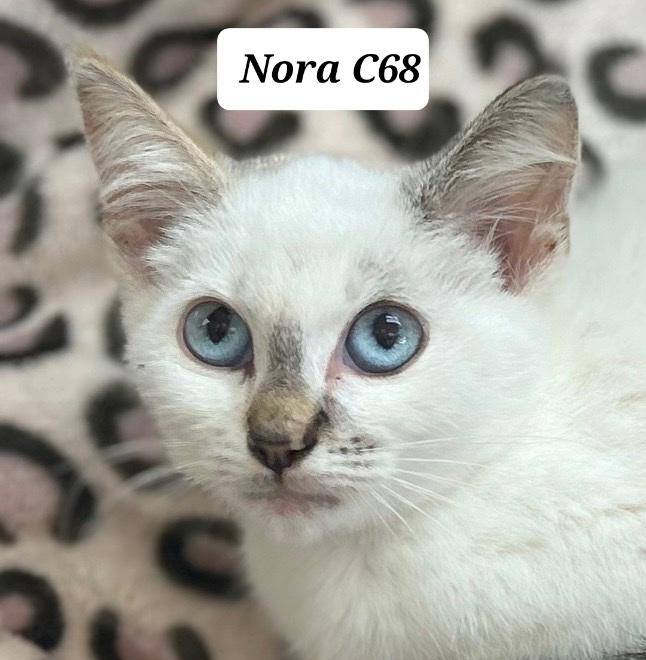Enlarge Nora, a ADOPTABLE Siamese in Morganton, NC image 1/1