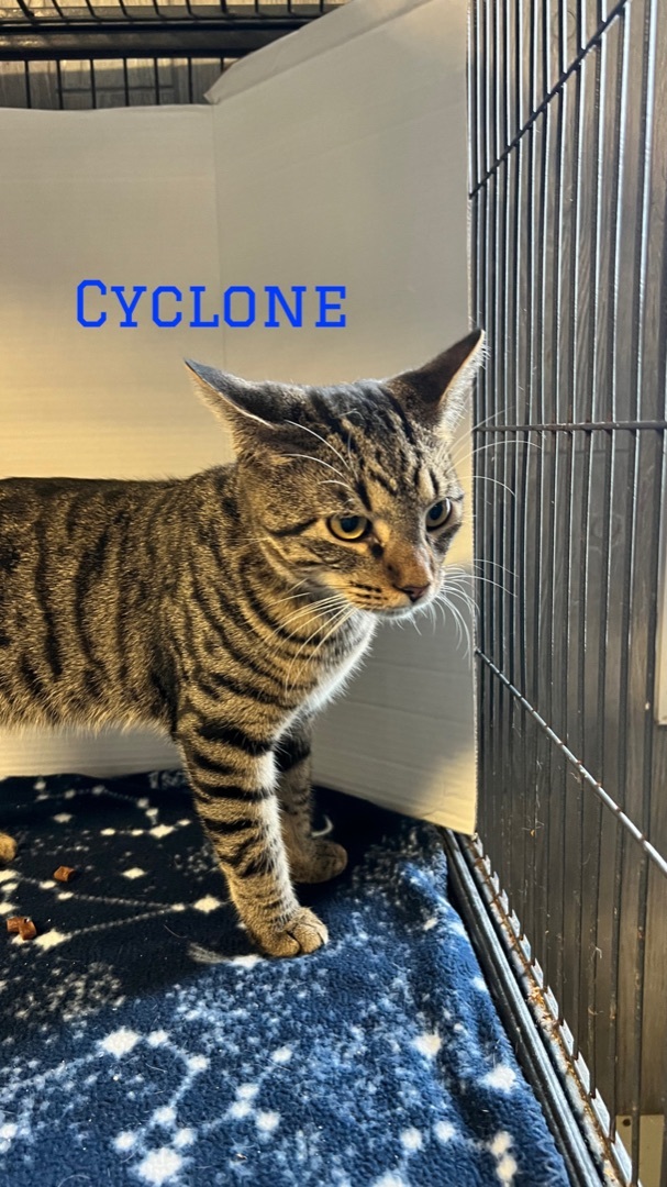 Cyclone, Adoptable, Young Male Domestic Short Hair.