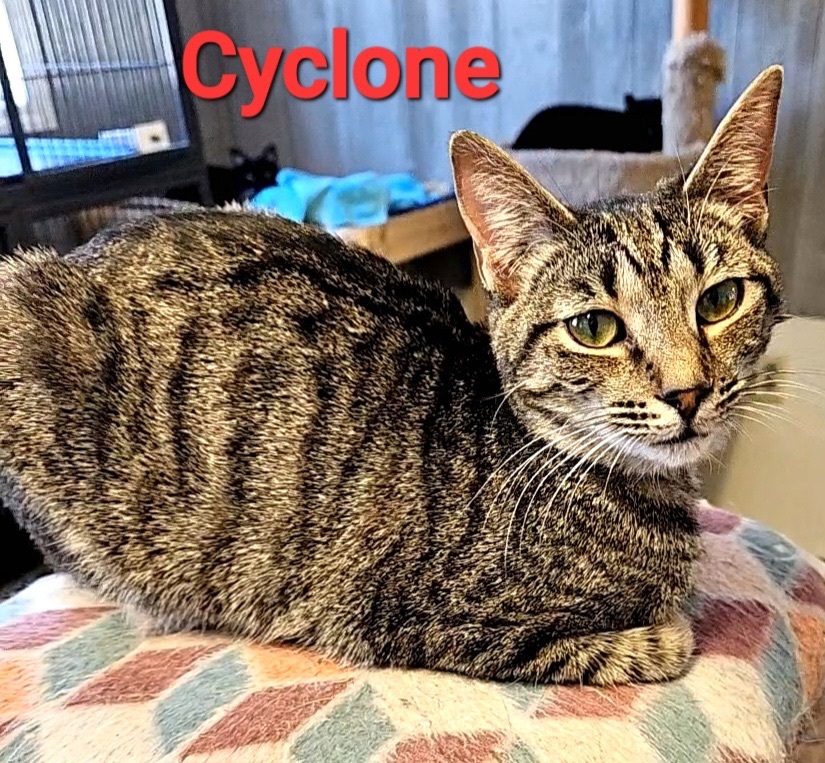 Cyclone, a Adoptable Domestic Short Hair in Macon, GA image 2/4