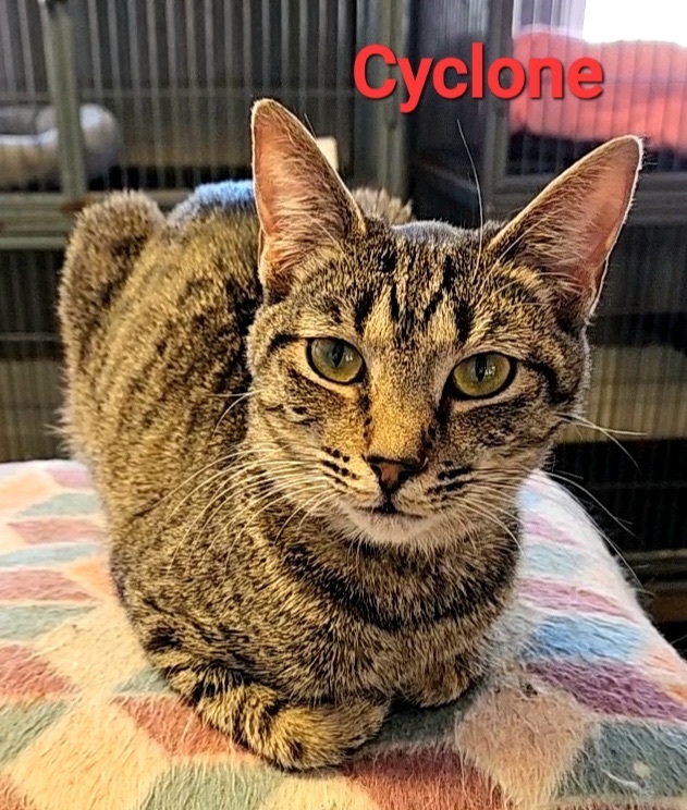 Cyclone, Adoptable, Adult Male Domestic Short Hair.