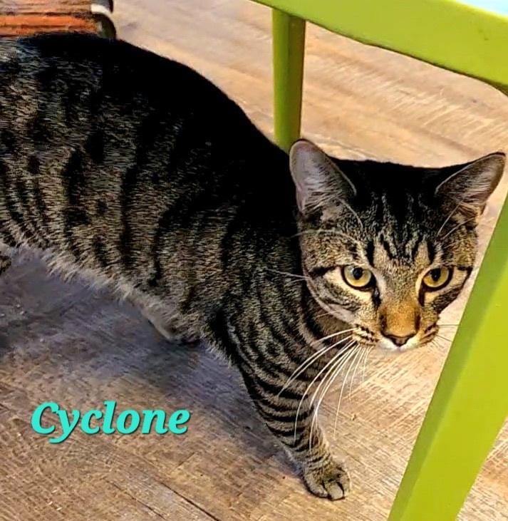 Cyclone, a Adoptable Domestic Short Hair in Macon, GA image 4/4