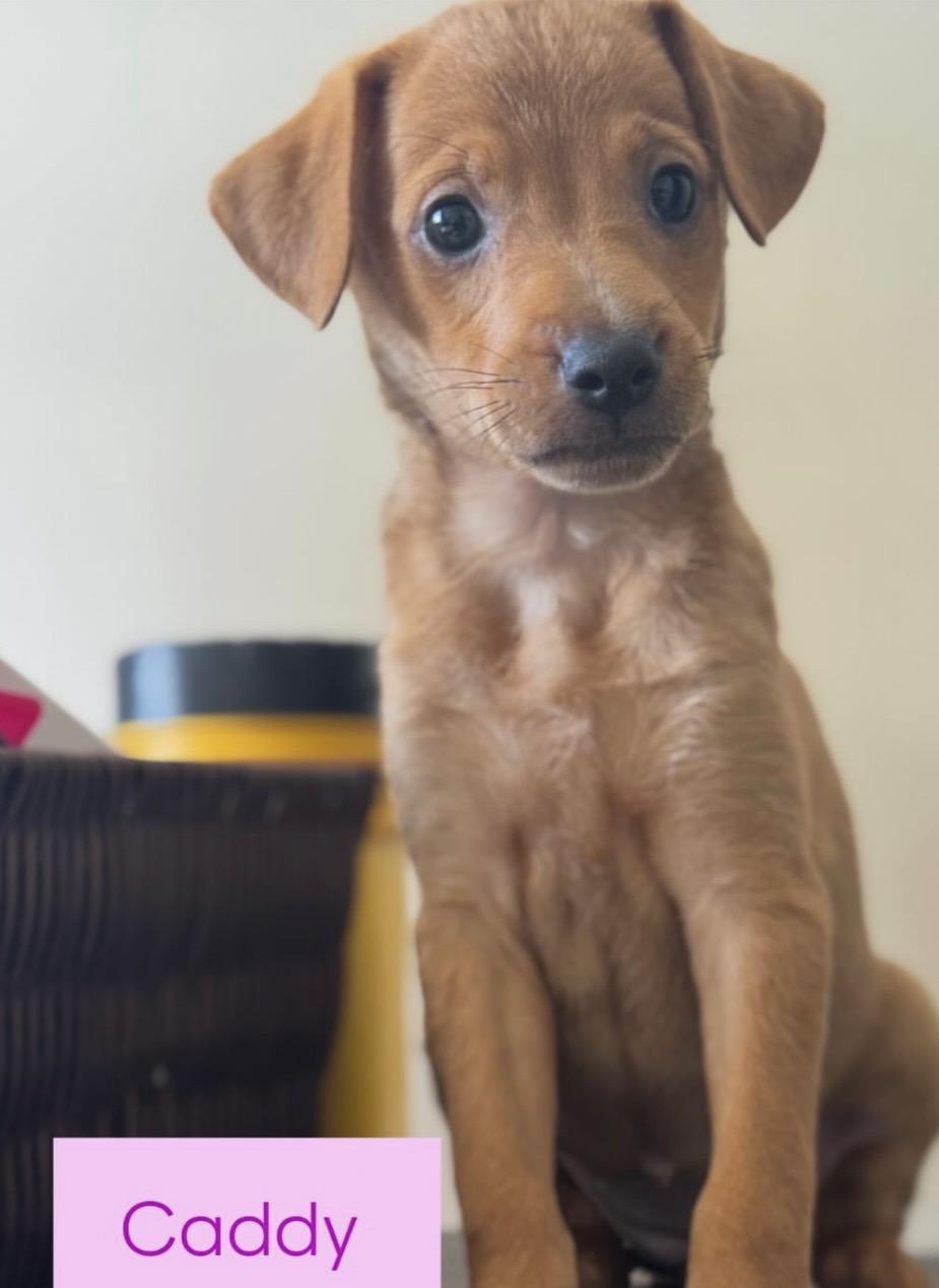 Caddy - The Cutie