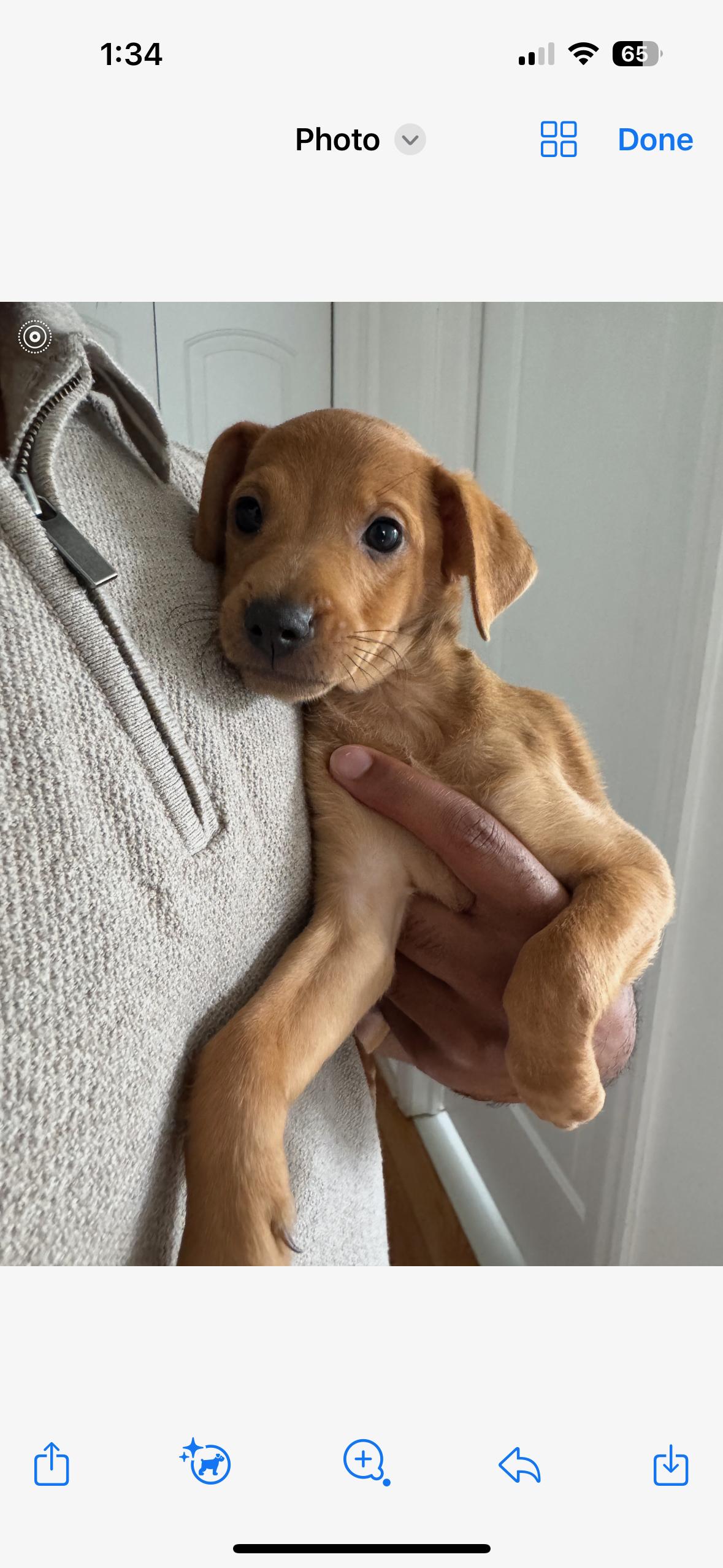 Caddy - The Cutie thumbnail 4
