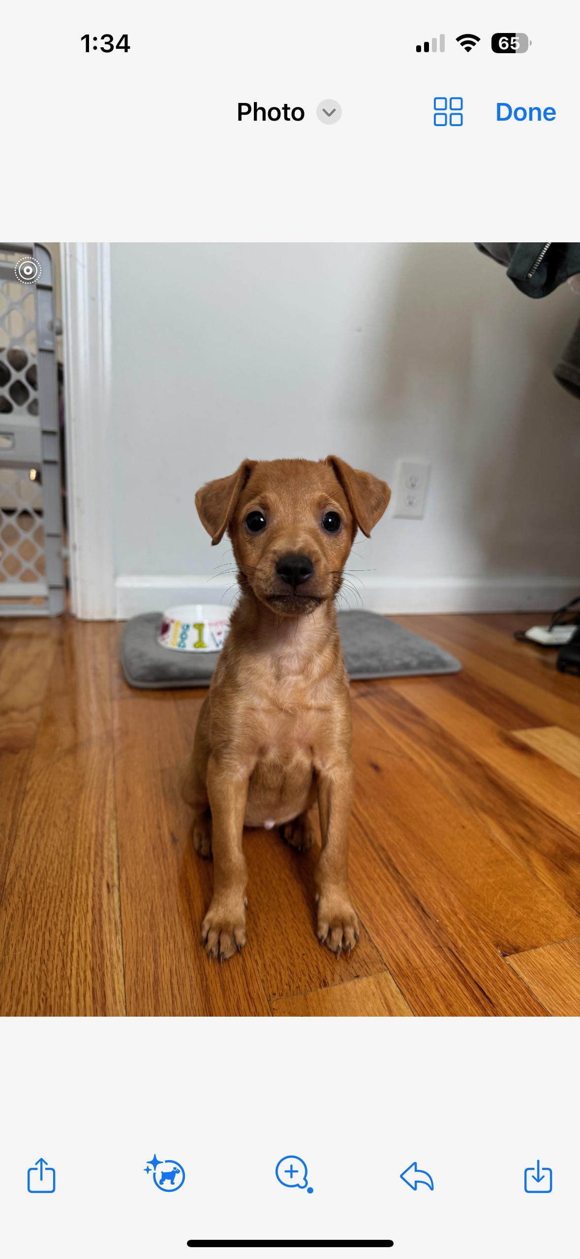 Caddy - The Cutie thumbnail 2