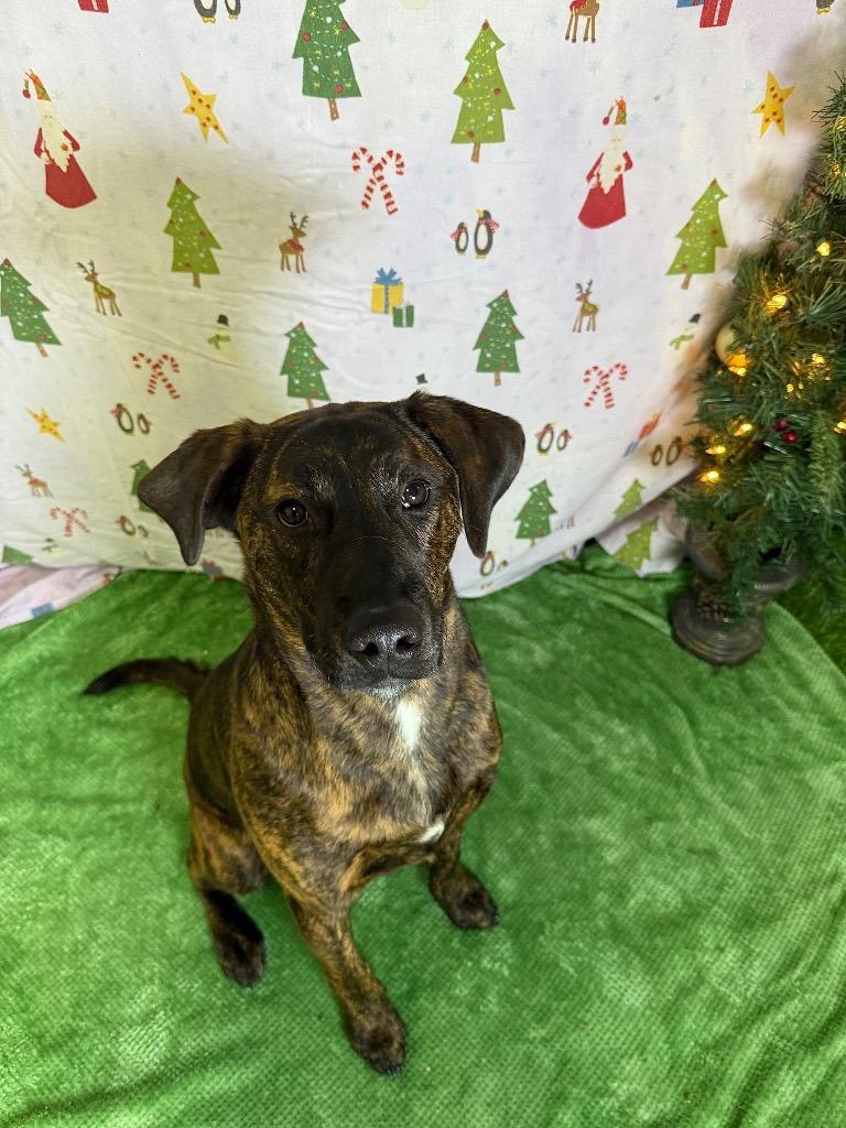 Enlarge Slurpee, a Adoptable mixed breed in Brookings, OR image 1/2