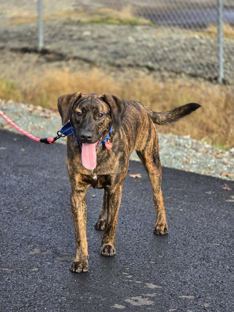 Slurpee, a Adoptable mixed breed in Brookings, OR image 2/2