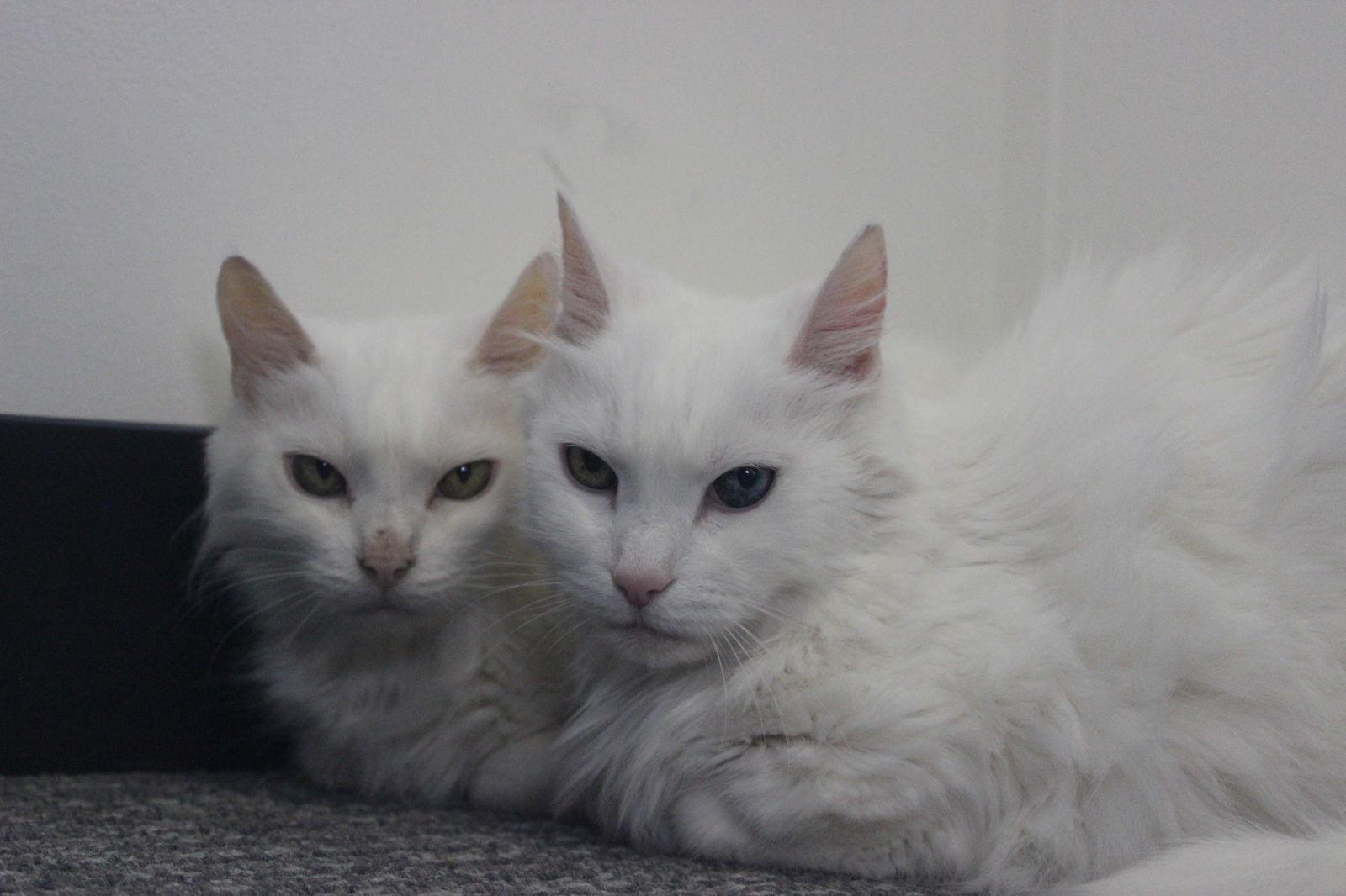 Enlarge Dutchess, a Adoptable Domestic Medium Hair in Berkeley, CA image 2/3