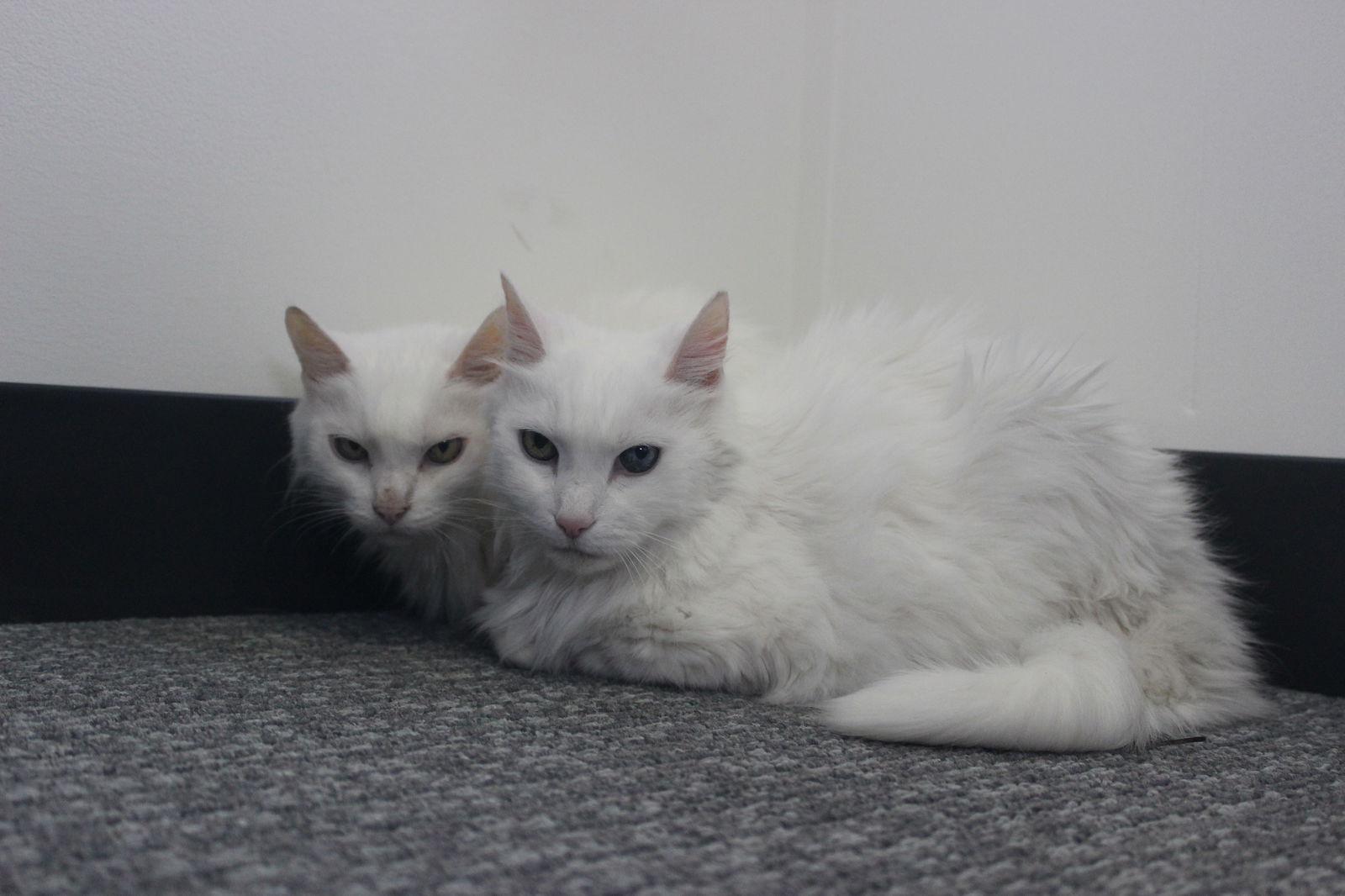 Dutchess — thumbnail 3