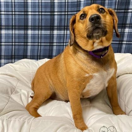 Enlarge Roxy, an adopted mixed breed in Quincy, IL image 1/1